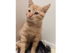 Adopt Hickory a Orange or Red Domestic Shorthair / Domestic Shorthair / Mixed