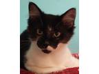Adopt Porter a Black & White or Tuxedo Domestic Mediumhair (medium coat) cat in