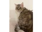 Adopt Naya [Foster Needed] a Brown Tabby British Shorthair (long coat) cat in