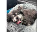 Adopt Bogart a Black Pomeranian / Mixed dog in Justin, TX (38876495)
