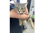 Adopt Mom a Tan or Fawn Domestic Shorthair / Domestic Shorthair / Mixed cat in