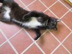 Adopt Bronson a Black & White or Tuxedo Domestic Mediumhair (medium coat) cat in