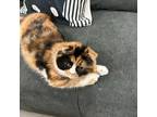 Adopt Olive & Minnie [Foster Needed] a Calico or Dilute Calico Scottish Fold