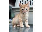 Adopt Mikey a Orange or Red Tabby Domestic Shorthair (short coat) cat in Libby