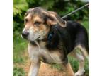 Adopt Willie a Black Anatolian Shepherd / Mixed dog in Patterson, NY (38875795)