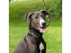 Adopt Parker a Black Labrador Retriever / Mixed dog in Patterson, NY (38875788)