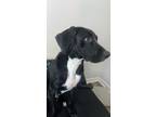 Adopt Oreo a Black - with White Great Dane / German Shorthaired Pointer / Mixed