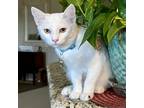 Adopt Icicle a White Turkish Angora / Domestic Shorthair / Mixed cat in Fort