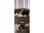 Adopt Pepper III a Calico or Dilute Calico Domestic Shorthair (short coat) cat