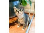 Adopt Siri a Brown Tabby Domestic Shorthair (short coat) cat in Greensboro