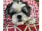 Adopt Blinky a Black - with White Shih Tzu / Mixed dog in Memphis, TN (38875507)