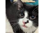 Adopt Suki a All Black Domestic Longhair / Mixed cat in Lynchburg, VA (38875447)