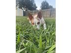 Adopt Bertie Mae a Tan/Yellow/Fawn - with White Australian Cattle Dog / Terrier