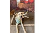 Adopt Bock a Labrador Retriever / Mixed dog in San Leon, TX (38875280)
