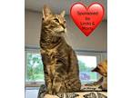 Adopt Delta a Spotted Tabby/Leopard Spotted Domestic Shorthair / Mixed cat in