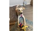 Adopt Crawford a Labrador Retriever / Mixed dog in San Leon, TX (38875276)
