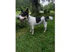 Adopt Lily a White - with Black Australian Cattle Dog / Mixed dog in Luttrell