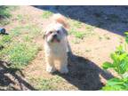 Adopt Lucky a Tan/Yellow/Fawn - with White Miniature Poodle / Shih Tzu / Mixed
