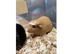 Adopt Hamlet a Tan or Beige Guinea Pig / Guinea Pig / Mixed small animal in