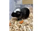 Adopt Squeaks a Black Guinea Pig / Guinea Pig / Mixed small animal in