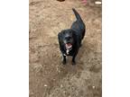Adopt Magic a Black Labrador Retriever / Mixed dog in Amarillo, TX (38874763)