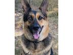 Adopt Buddah a Black - with Tan, Yellow or Fawn German Shepherd Dog / Mixed dog