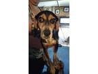 Adopt Ebony IN FOSTER a Brown/Chocolate Beagle / Mixed dog in New Orleans
