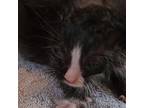 Adopt Pearl (Nebula) a All Black Domestic Shorthair / Mixed cat in Laurel