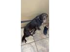 Adopt Cocoa a Brown/Chocolate - with White Labrador Retriever / Flat-Coated