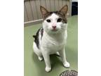 Adopt Bart a White Domestic Shorthair / Domestic Shorthair / Mixed cat in