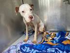Adopt Stray, N Turkey Oak Dr a White Mixed Breed (Large) / Mixed dog in