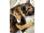 Adopt Swirls a Calico or Dilute Calico Calico (short coat) cat in Pottsville