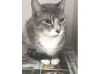 Adopt Vikki a Gray, Blue or Silver Tabby Domestic Shorthair (short coat) cat in