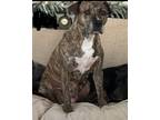 Adopt Tessie a Brindle Terrier (Unknown Type, Small) / Mixed dog in Baton Rouge