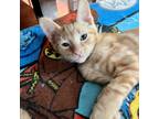 Adopt Casey a Orange or Red Domestic Shorthair / Mixed cat in Fort Worth