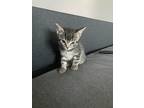 Adopt Kyra a Gray or Blue Domestic Shorthair / Mixed (short coat) cat in Long