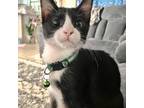 Adopt Watson a All Black Domestic Shorthair / Mixed cat in Fort Worth