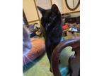 Adopt Midnight- intelligent a All Black Bombay (short coat) cat in Bryn Mawr