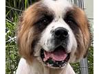 Adopt Cash a White - with Tan, Yellow or Fawn St. Bernard / Great Pyrenees /