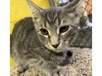 Adopt Emerson a Gray, Blue or Silver Tabby Domestic Shorthair (short coat) cat