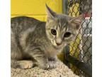Adopt Mavery a Calico or Dilute Calico Domestic Shorthair (short coat) cat in