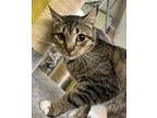 Adopt Ginger a Tiger Striped Domestic Shorthair (short coat) cat in Pottsville