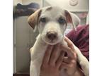 Adopt Cotton a White - with Tan, Yellow or Fawn Mixed Breed (Medium) / Mixed dog