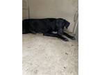 Adopt Chole a Black Mixed Breed (Medium) / Mixed dog in Inverness, FL (38873386)