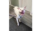 Adopt Waldo a White American Staffordshire Terrier / Mixed dog in Greenville