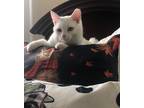 Adopt Snow White a Domestic Shorthair (short coat) cat in Mooresville