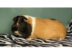 Adopt S'mores a Brown or Chocolate Guinea Pig / Mixed small animal in