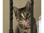 Adopt Sally a Tan or Fawn Tabby Domestic Shorthair (short coat) cat in