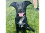 Adopt Skye a Black - with White Labrador Retriever / Mixed Breed (Medium) /