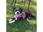 Adopt Layla a Black - with White Terrier (Unknown Type, Small) / Mixed dog in
